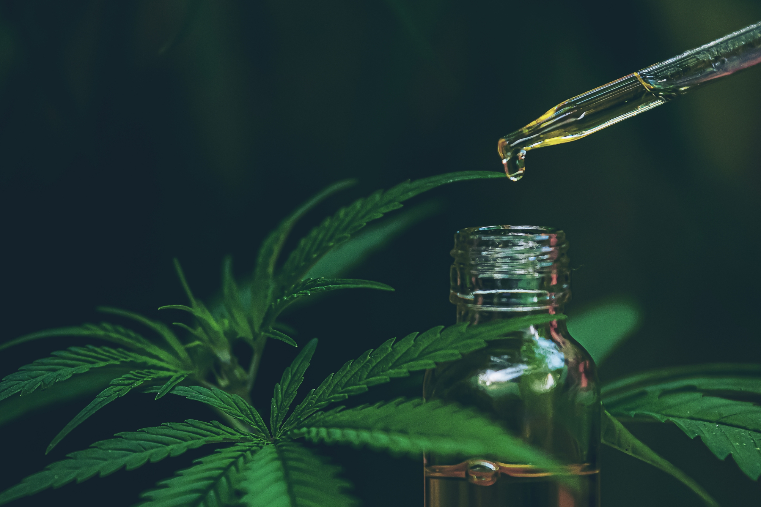 Første Steg Mot Indre Balanse: Din Guide Til CBD Olje I Norge